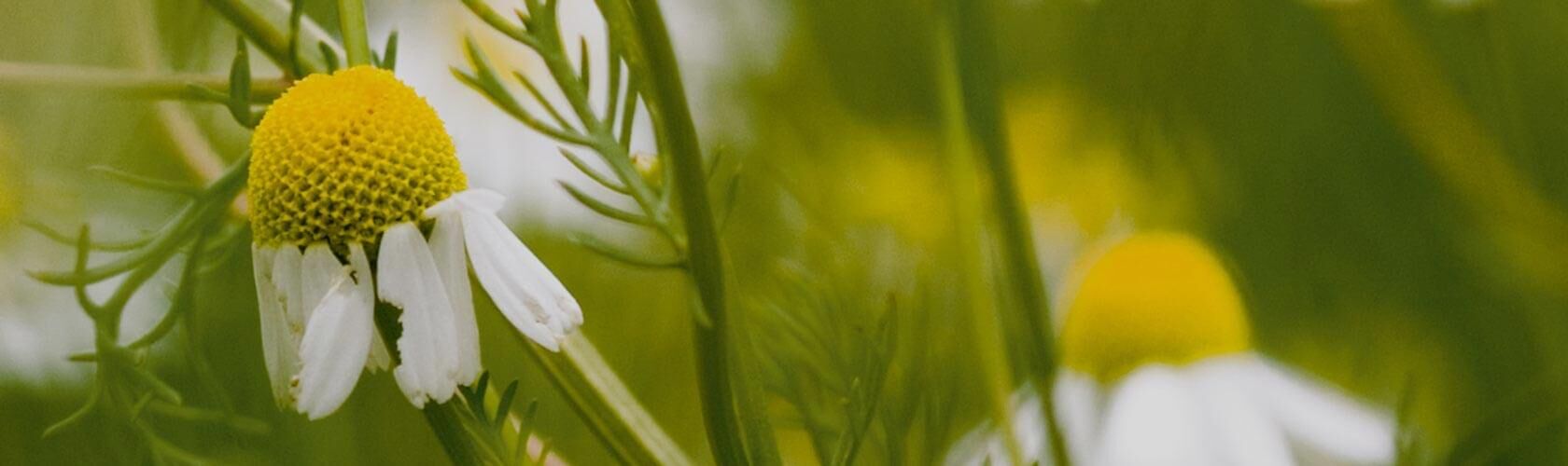Phytopharmazie in der Waage Apotheke Berlin Eine Nahaufnahme einer blühenden Kamille zeigt gelbe Blütenknospen und weiße Blütenblätter inmitten grüner Pflanzen.